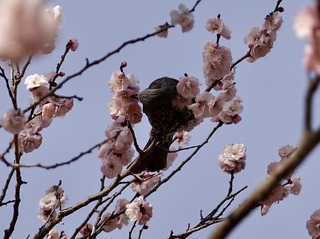 B8B9DC00-3CAA-4BB0-B607-33130E4B9B4E_1_201_a.jpeg